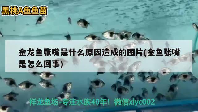 鞍山水族批發(fā)市場營業(yè)時間表圖片大全（鞍山水族批發(fā)市場在哪）