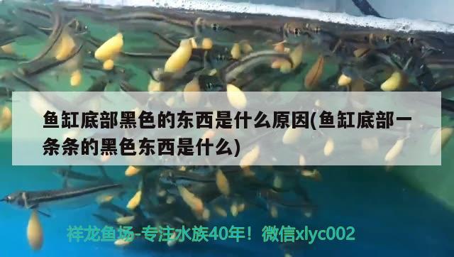 銀龍魚出現(xiàn)斑點(diǎn)怎么辦（銀龍魚得了白點(diǎn)病怎么辦） 銀龍魚百科 第2張