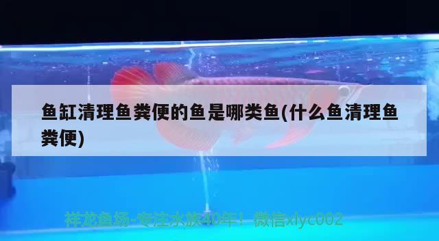 魚缸清理魚糞便的魚是哪類魚(什么魚清理魚糞便) iwish愛唯希品牌魚缸