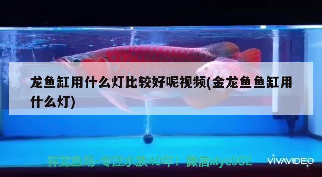 龍魚缸用什么燈比較好呢視頻(金龍魚魚缸用什么燈)