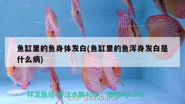 金龍魚用白燈還是黃燈好呢視頻（金龍魚燈光顏色選擇） 水族燈（魚缸燈） 第3張