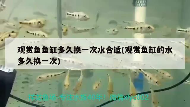 觀賞魚(yú)魚(yú)缸多久換一次水合適(觀賞魚(yú)缸的水多久換一次) 黃寬帶蝴蝶魚(yú)