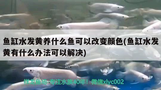 魚缸水發(fā)黃養(yǎng)什么魚可以改變顏色(魚缸水發(fā)黃有什么辦法可以解決) 細(xì)線銀版魚