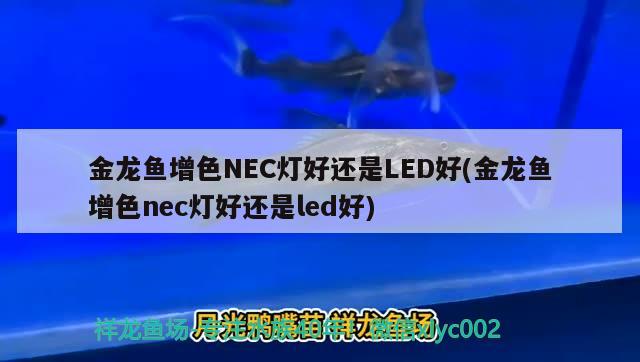 金龍魚增色NEC燈好還是LED好(金龍魚增色nec燈好還是led好) 斯維尼關刀魚