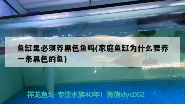 CTA南美水族cta南美水族論壇（cta南美水族論壇逃僧衣舊）(cta南美水族論壇)