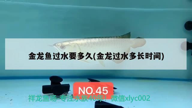 金龍魚過水要多久(金龍過水多長時間) 大白鯊魚