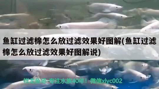 魚缸過濾棉怎么放過濾效果好圖解(魚缸過濾棉怎么放過濾效果好圖解說) B級過背金龍魚 第2張