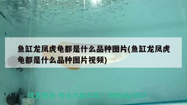 這身材把泰虎都干掉了 泰國虎魚 第3張