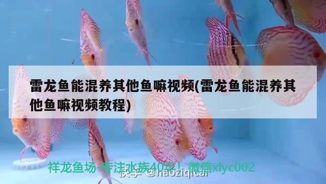 雷龍魚能混養(yǎng)其他魚嘛視頻(雷龍魚能混養(yǎng)其他魚嘛視頻教程) 粗線銀版魚苗