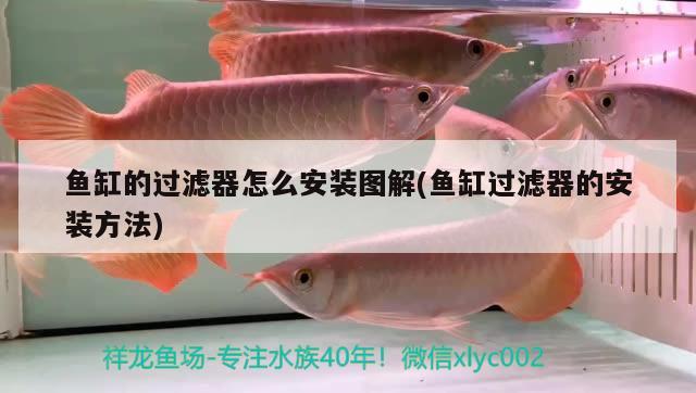 魚(yú)缸的過(guò)濾器怎么安裝圖解(魚(yú)缸過(guò)濾器的安裝方法) 沖氧泵