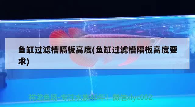 魚(yú)缸過(guò)濾槽隔板高度(魚(yú)缸過(guò)濾槽隔板高度要求) 銀龍魚(yú)百科