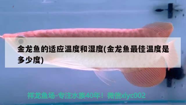 金龍魚的適應溫度和濕度(金龍魚最佳溫度是多少度)