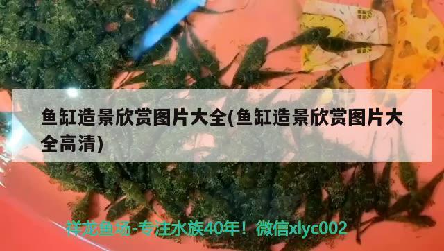 六角龍魚的養(yǎng)殖技巧和喂養(yǎng)方法及相關圖片視頻欣賞和視頻介紹，六角龍魚的養(yǎng)殖技巧和喂養(yǎng)方法 錦鯉池魚池建設 第3張