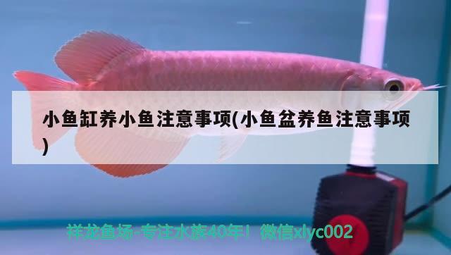 小魚缸養(yǎng)小魚注意事項(小魚盆養(yǎng)魚注意事項)