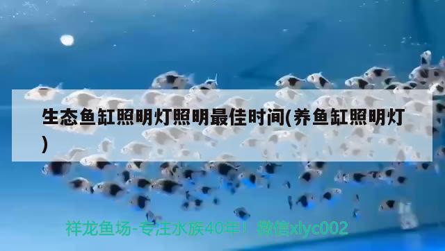 魚缸怎么換水的正確方法視頻教程(想把魚缸徹底換水要怎么做)