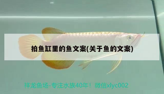 拍魚缸里的魚文案(關(guān)于魚的文案) 巴西亞魚