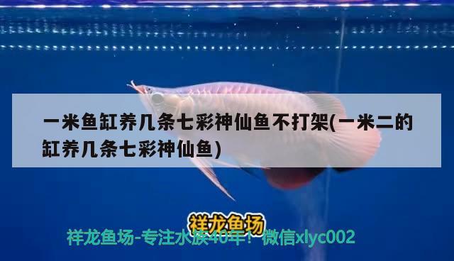 最好養(yǎng)的觀賞魚(yú)有哪些(最好養(yǎng)的觀賞魚(yú)冷水魚(yú)有哪些) 銀古魚(yú)苗