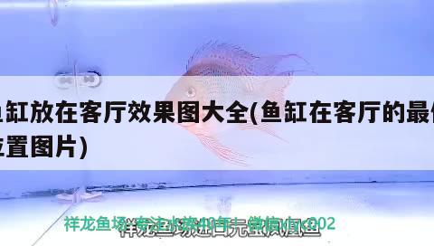 魚(yú)缸放在客廳效果圖大全(魚(yú)缸在客廳的最佳位置圖片) BD魟魚(yú)