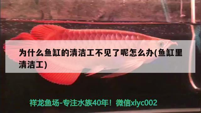 衡水魚缸清洗公司地址電話查詢（青島尚城裝飾公司） 鸚鵡魚 第1張