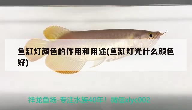 金龍魚與紅龍魚：金龍魚與紅龍魚打架 龍魚百科 第3張