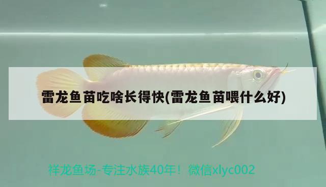 雷龍魚苗吃啥長得快(雷龍魚苗喂什么好)