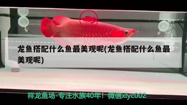 生態(tài)魚缸有什么品牌推薦，中國(guó)品牌魚缸有哪些品牌 龍鳳鯉魚 第3張