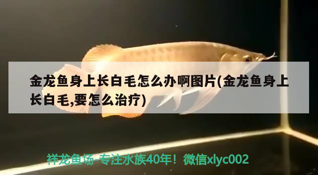 金龍魚身上長白毛怎么辦啊圖片(金龍魚身上長白毛,要怎么治療)