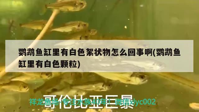 生態(tài)魚缸有什么品牌推薦，中國(guó)品牌魚缸有哪些品牌 龍鳳鯉魚 第2張