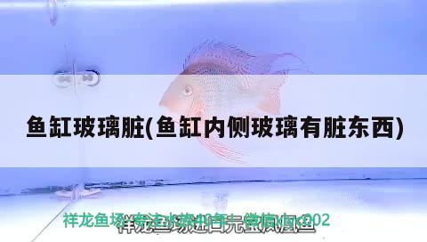 魚(yú)缸玻璃臟(魚(yú)缸內(nèi)側(cè)玻璃有臟東西) 水草