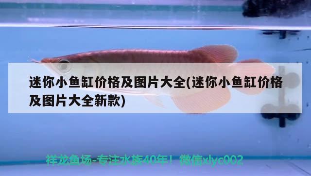 迷你小魚缸價格及圖片大全(迷你小魚缸價格及圖片大全新款) 噴點菠蘿魚