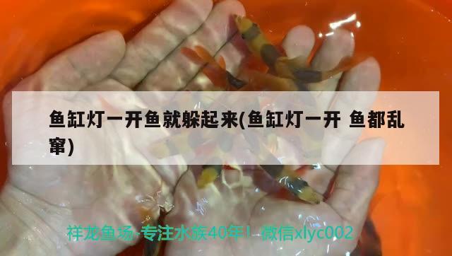 魚缸燈一開魚就躲起來(魚缸燈一開魚都亂竄) 三間鼠魚苗