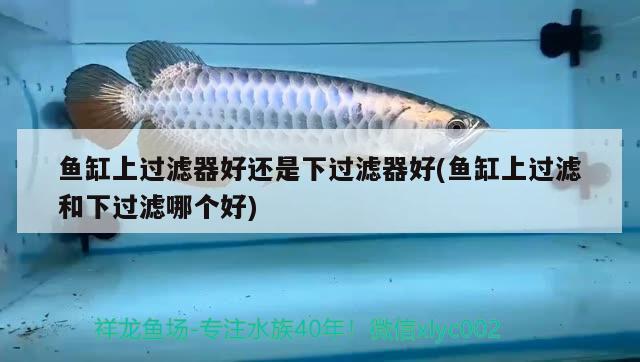 魚缸上過濾器好還是下過濾器好(魚缸上過濾和下過濾哪個好) 充氧泵