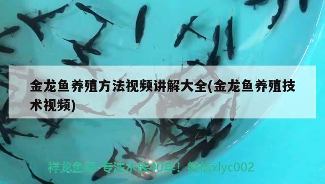 大興安嶺觀賞魚市場這是什么品種的鳑鲏 觀賞魚市場（混養(yǎng)魚） 第2張