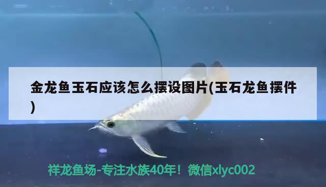 金龍魚(yú)玉石應(yīng)該怎么擺設(shè)圖片(玉石龍魚(yú)擺件) 水溫計(jì)