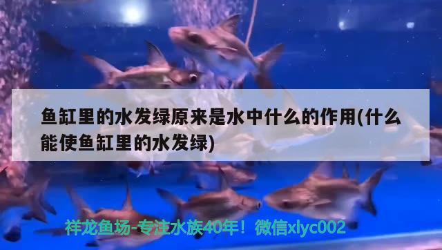 魚缸里的水發(fā)綠原來是水中什么的作用(什么能使魚缸里的水發(fā)綠) 白子紅龍魚