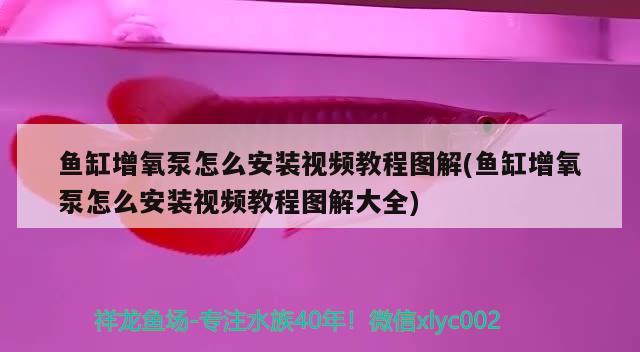 魚缸出水口最佳位置圖示圖片：魚缸出水口最佳位置圖示圖片