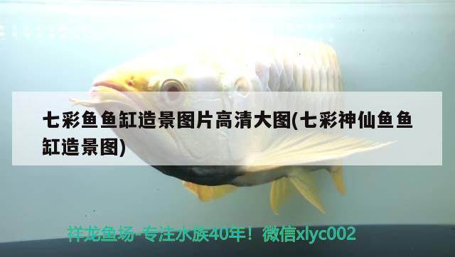 七彩魚魚缸造景圖片高清大圖(七彩神仙魚魚缸造景圖) 七彩神仙魚