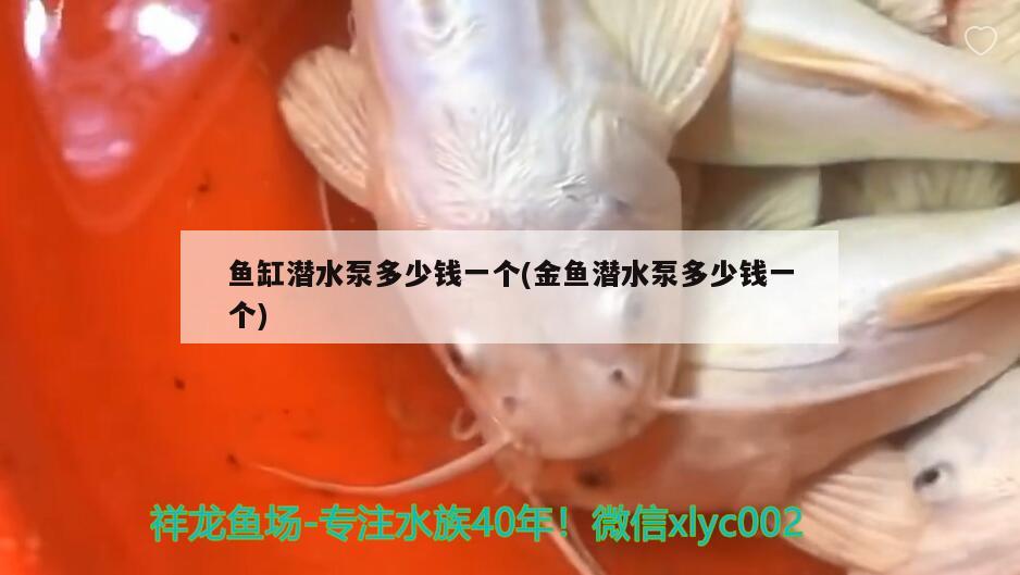 魚缸潛水泵多少錢一個(金魚潛水泵多少錢一個) 龍鳳鯉魚