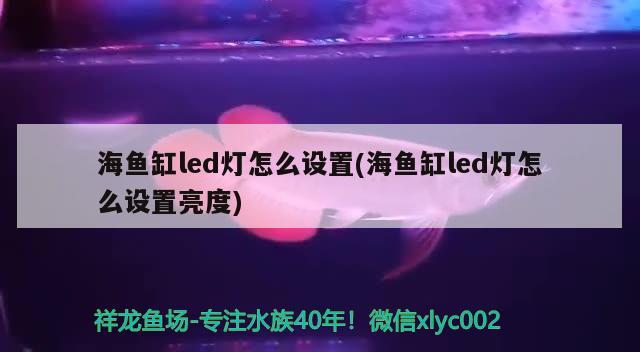 海魚缸led燈怎么設(shè)置(海魚缸led燈怎么設(shè)置亮度) 觀賞蝦蟹等飼料