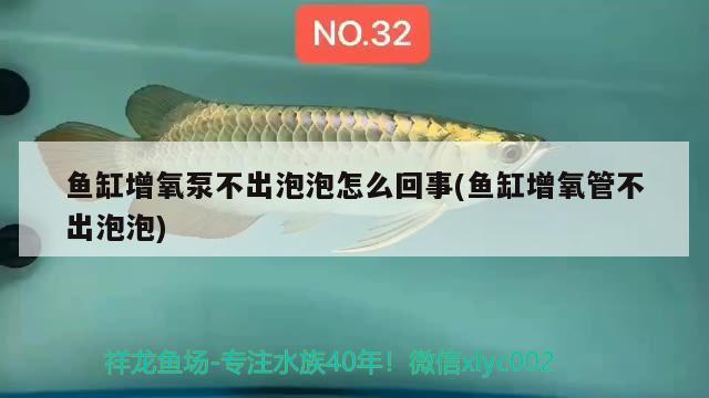 魚缸增氧泵不出泡泡怎么回事(魚缸增氧管不出泡泡)