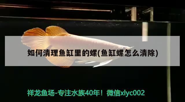 如何清理魚缸里的螺(魚缸螺怎么清除) 肥料