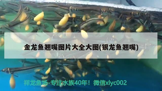 金龍魚翹嘴圖片大全大圖(銀龍魚翹嘴) 銀龍魚