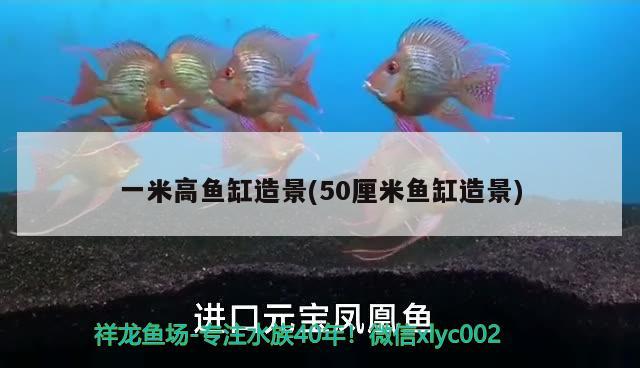 一米高魚缸造景(50厘米魚缸造景) 白玉紅龍魚