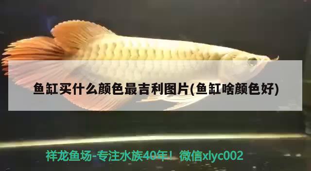 魚缸買什么顏色最吉利圖片(魚缸啥顏色好) 大正錦鯉魚 第2張