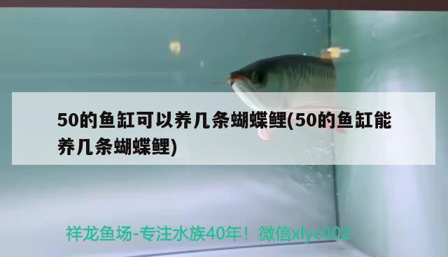 50的魚缸可以養(yǎng)幾條蝴蝶鯉(50的魚缸能養(yǎng)幾條蝴蝶鯉)