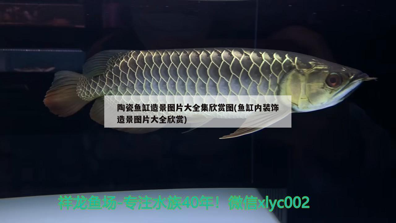 陶瓷魚缸造景圖片大全集欣賞圖(魚缸內(nèi)裝飾造景圖片大全欣賞)