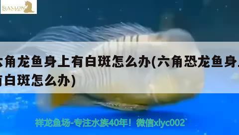 六角龍魚身上有白斑怎么辦(六角恐龍魚身上有白斑怎么辦) 一眉道人魚