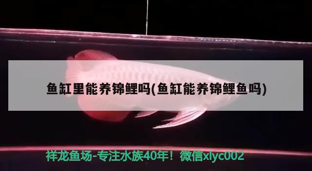 進門看見魚缸好不好? 進門看見魚缸好不好魚缸擺放風水禁忌 黑水素 第1張