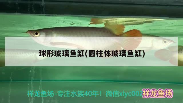 球形玻璃魚缸(圓柱體玻璃魚缸)