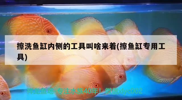 擦洗魚(yú)缸內(nèi)側(cè)的工具叫啥來(lái)著(擦魚(yú)缸專用工具) 養(yǎng)魚(yú)的好處